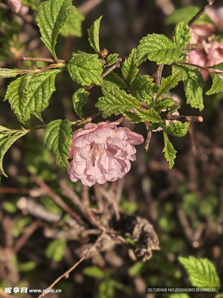 粉色凋零花朵与绿叶