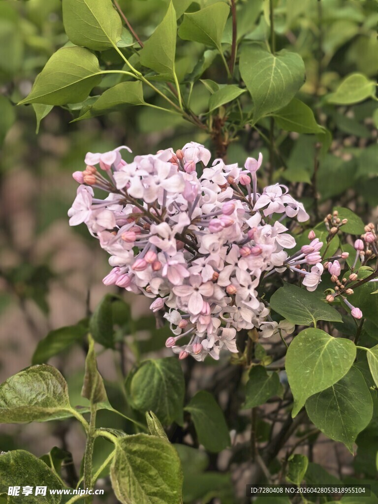 淡粉丁香花绽放绿叶间