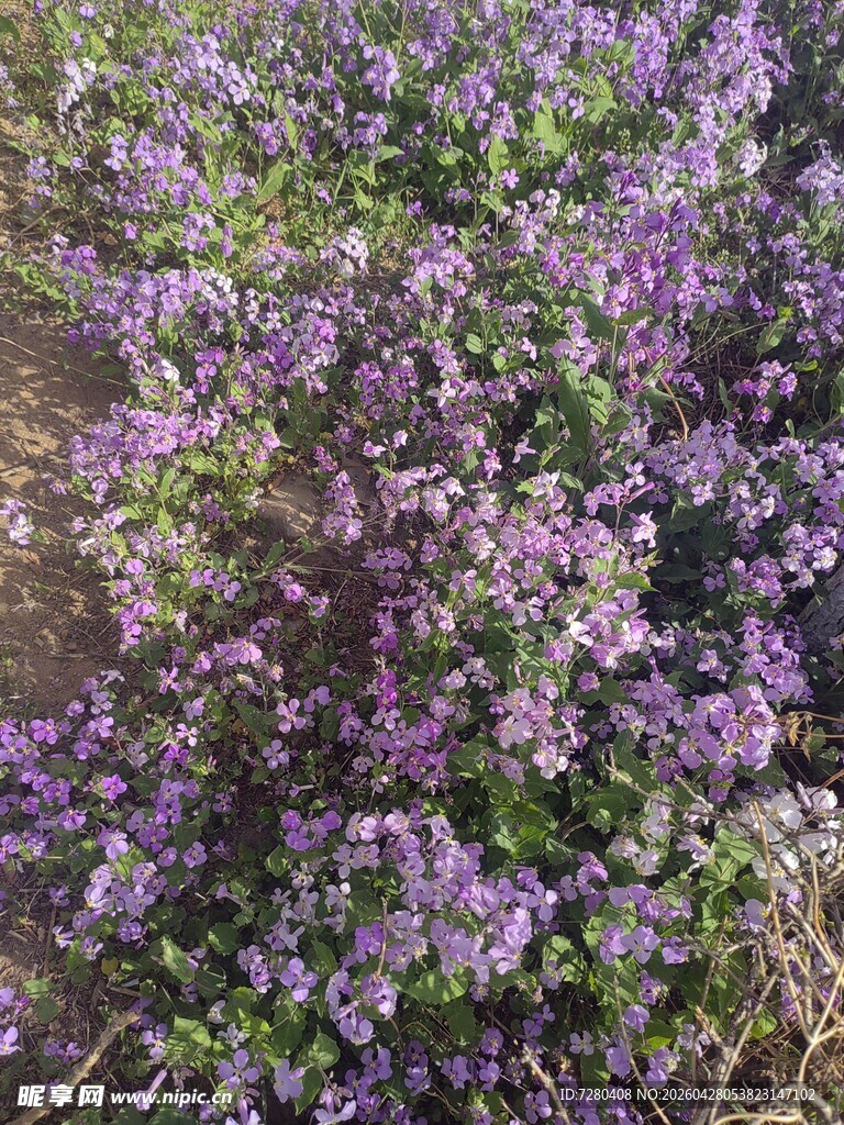 紫色花卉丛景