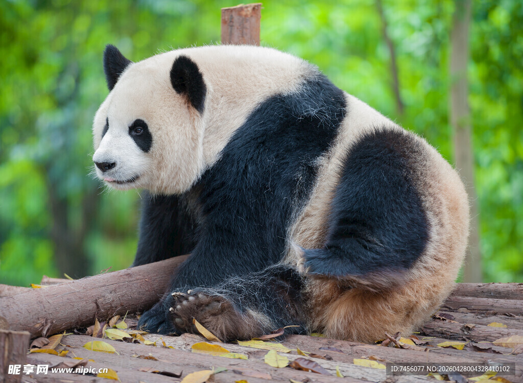 坐于木上的可爱大熊猫