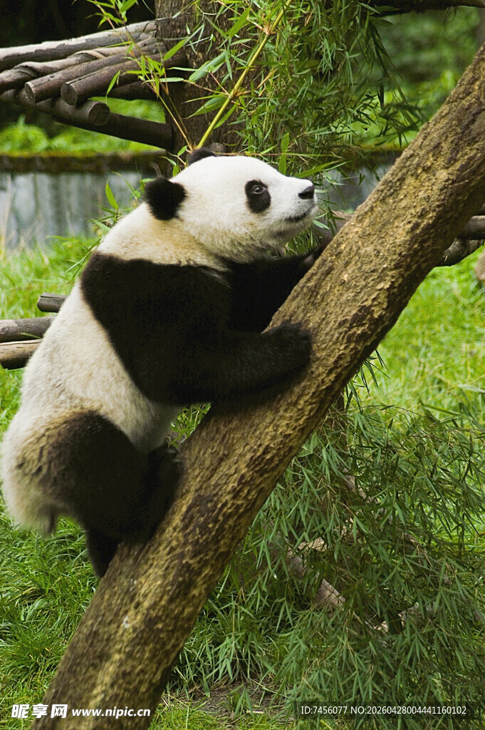 熊猫攀树憨态可掬
