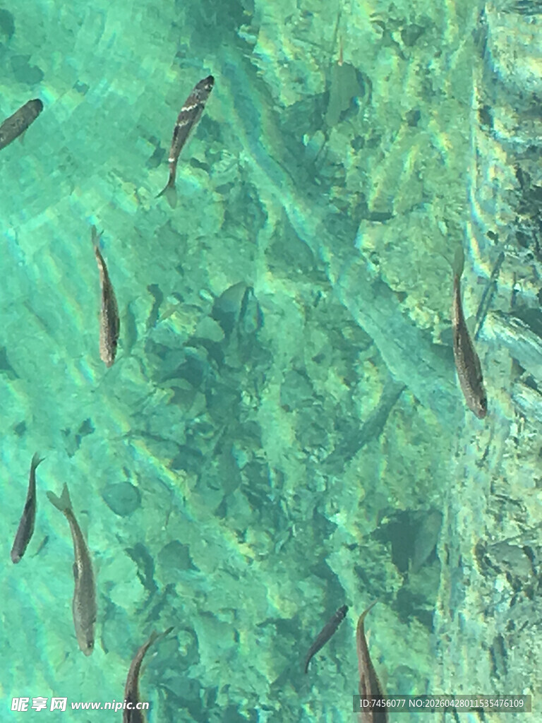 清澈水中游动的群鱼