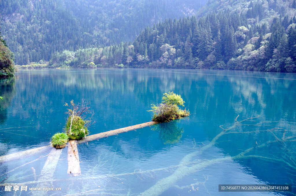 梦幻蓝湖中的漂浮木景