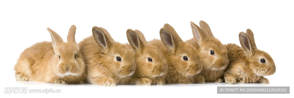 一排可爱的小兔子