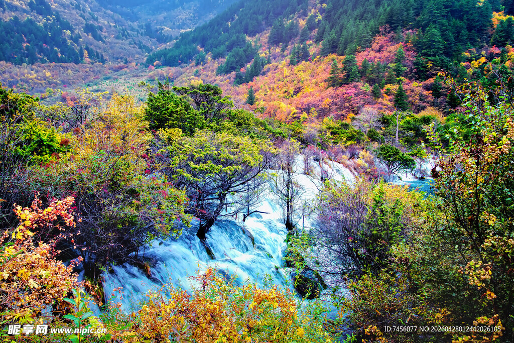 山间多彩秋景溪流潺潺