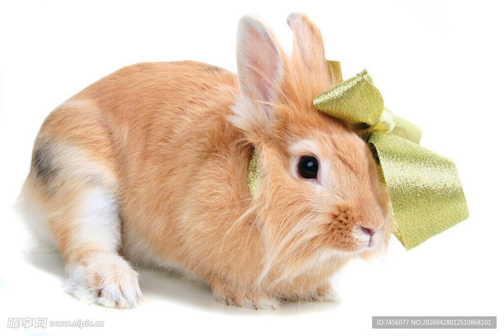 戴绿蝴蝶结的可爱小兔子