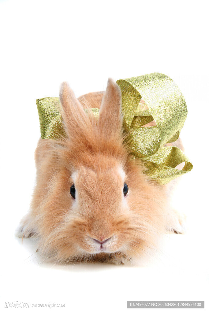 系绿丝带的可爱小兔子