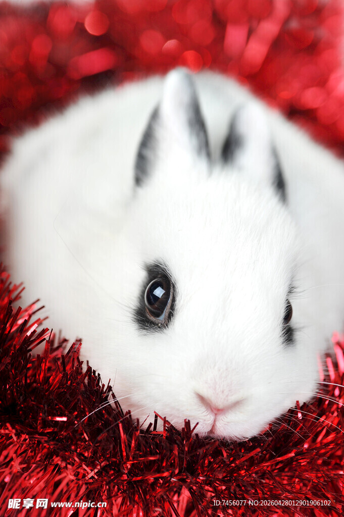 可爱白兔卧于红绒之上