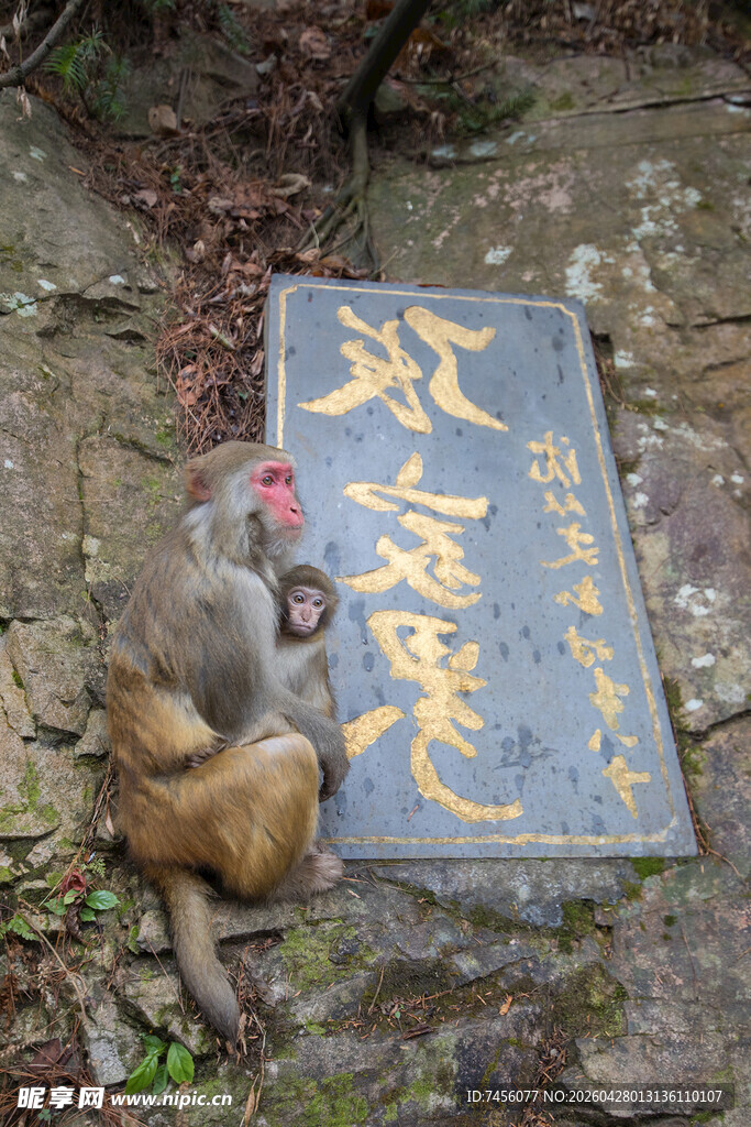 猴子旁的游客止步牌