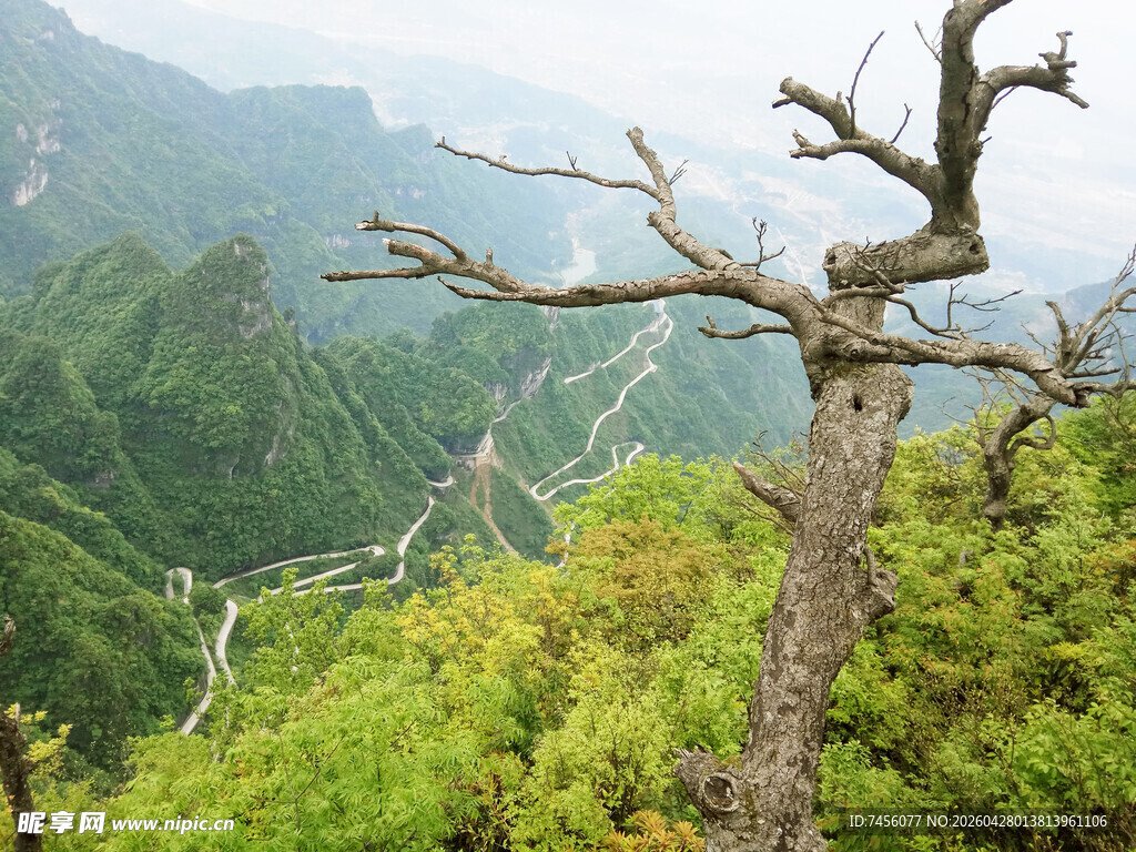 山间枯树立于葱郁山林间