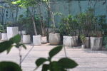 庭院绿植盆栽景观
