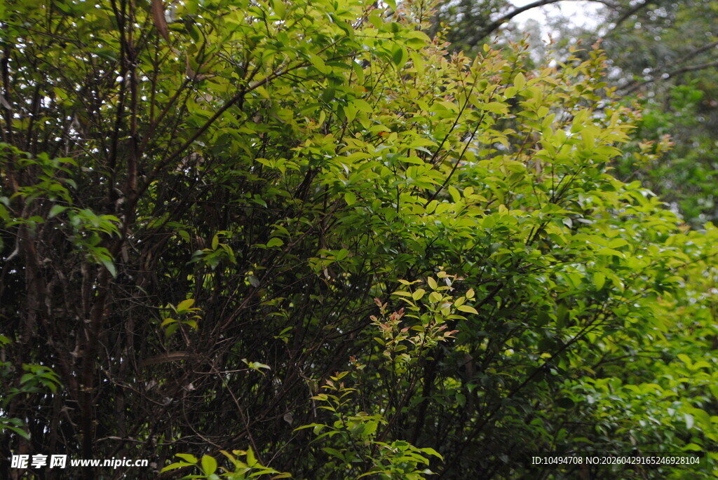 茂密葱郁的林间绿植