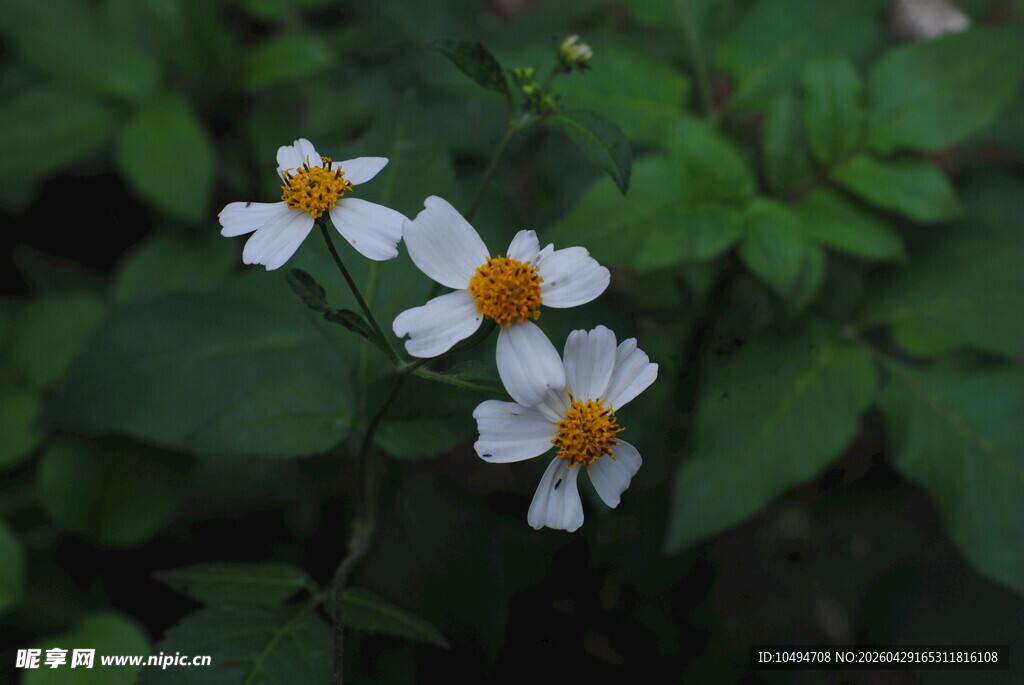 白色小花