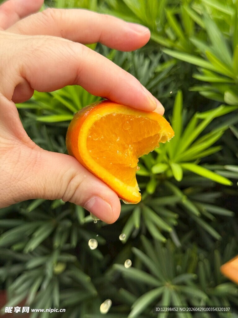 手托橙瓣于绿植前