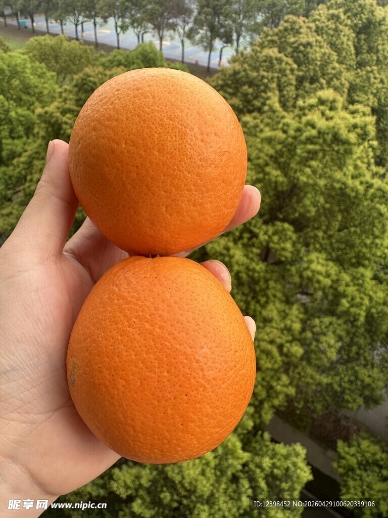 手捧双橙于绿意间