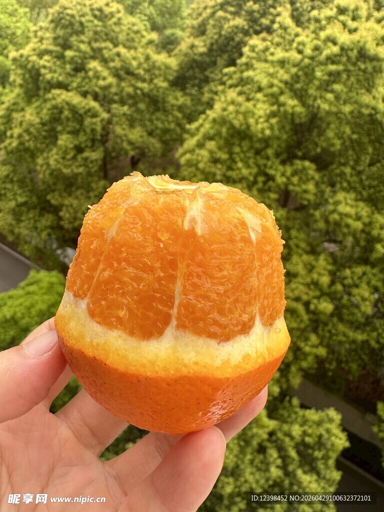 手捧剥开的新鲜橙子
