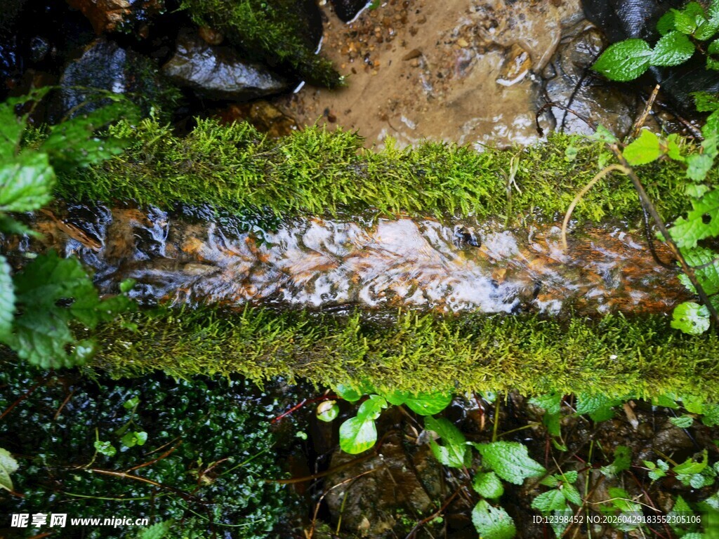 青苔覆盖的湿润岩石景观