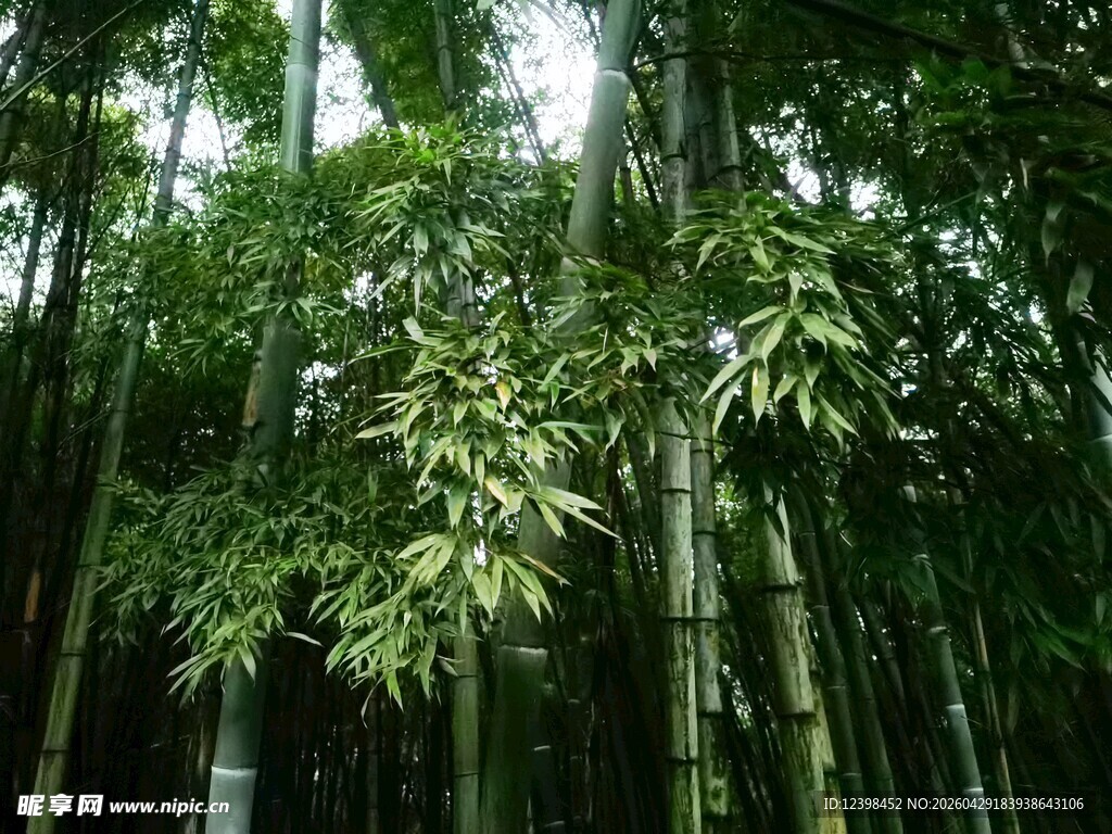 翠绿竹林