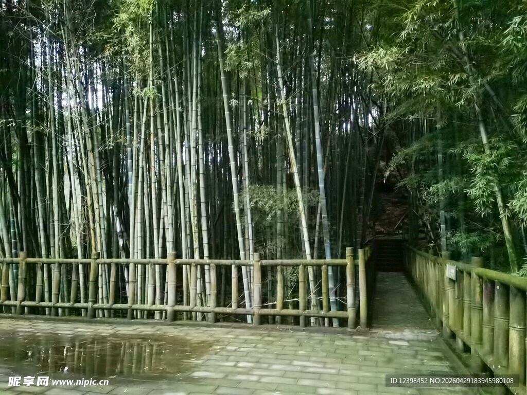 清幽竹林小径