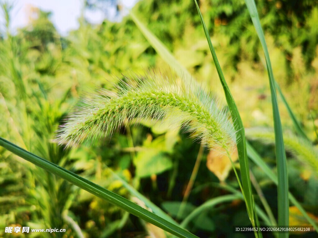 翠绿狗尾草