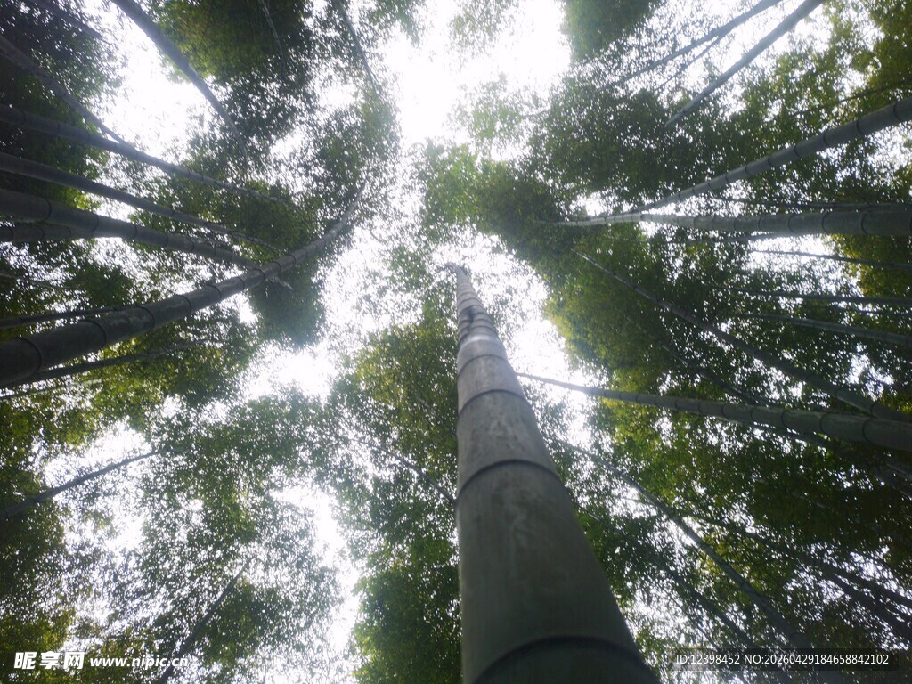 仰视茂密森林树木