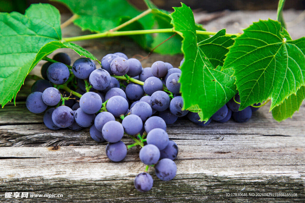 葡萄