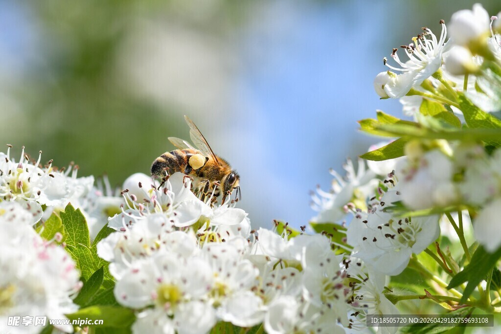 蜜蜂采蜜于洁白花朵间