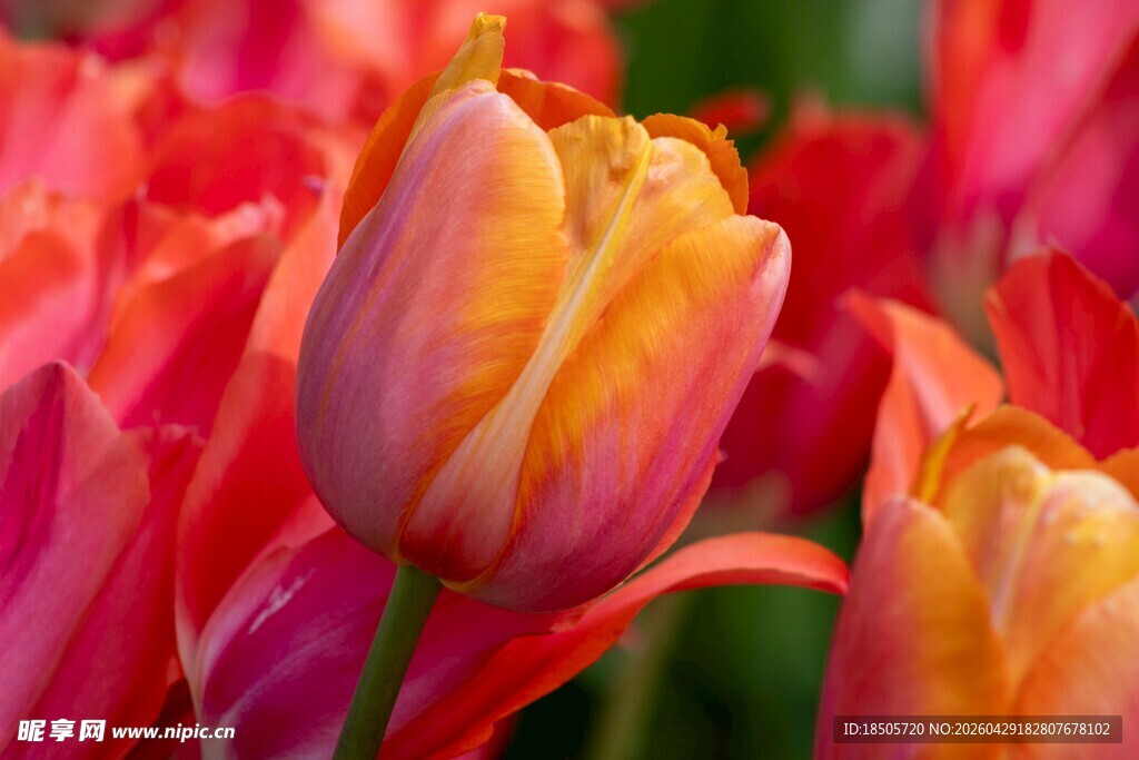 多彩郁金香绽放