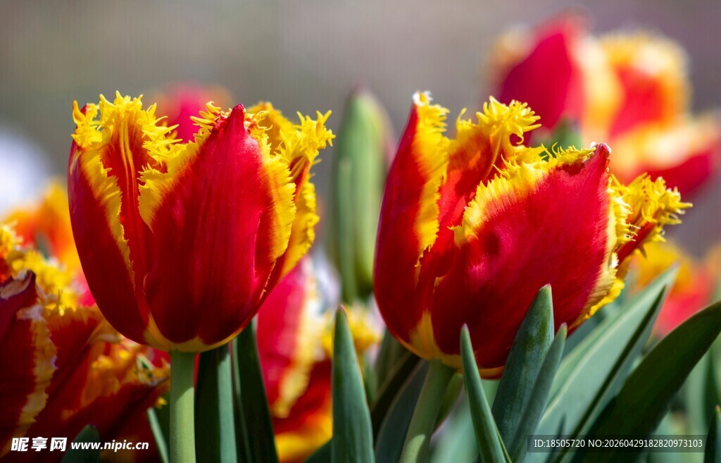鲜艳多彩的红黄边郁金香