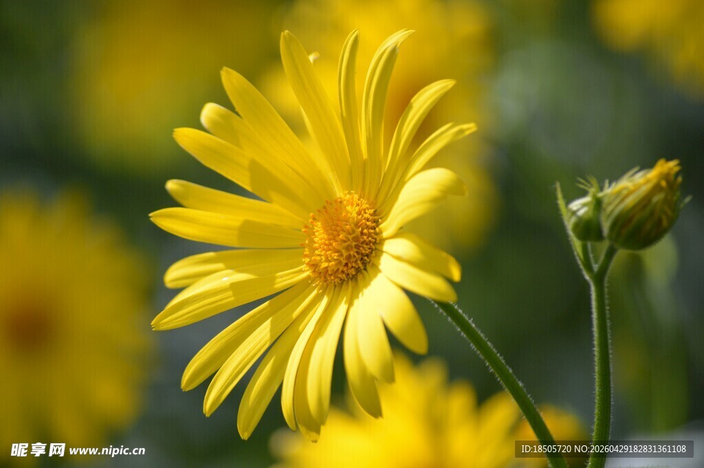 绽放的黄色美丽小雏菊
