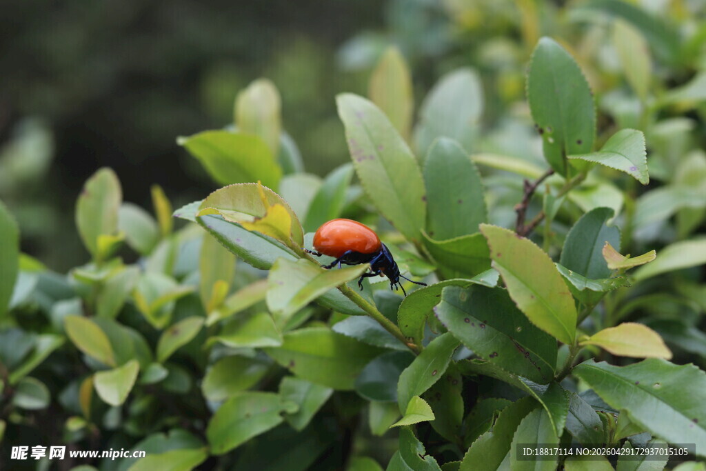 绿叶丛中的昆虫
