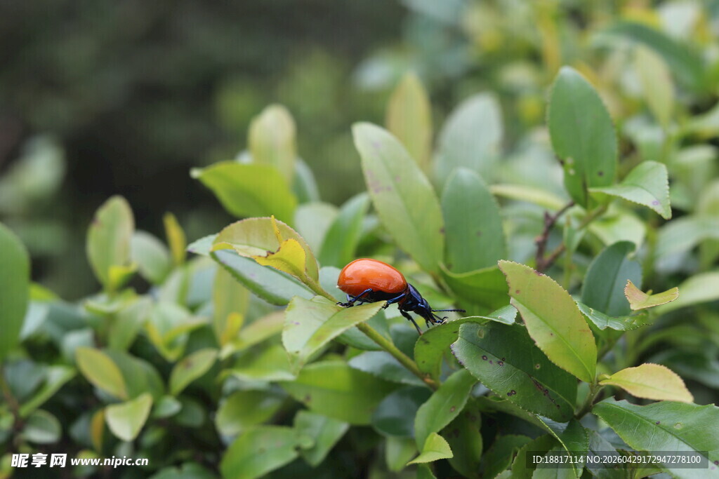 绿叶间的橙红昆虫