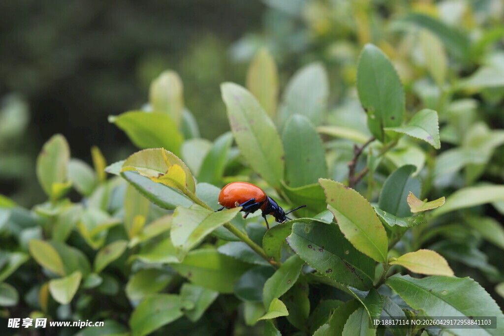 绿叶上的红色瓢虫