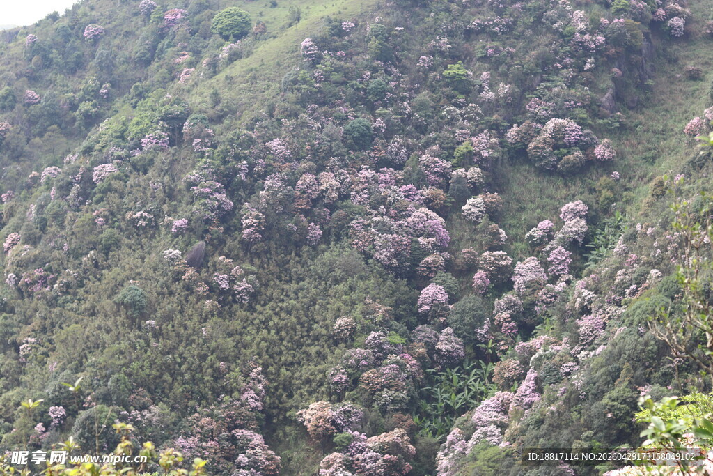 杜鹃花海漫山繁花的翠绿山峦