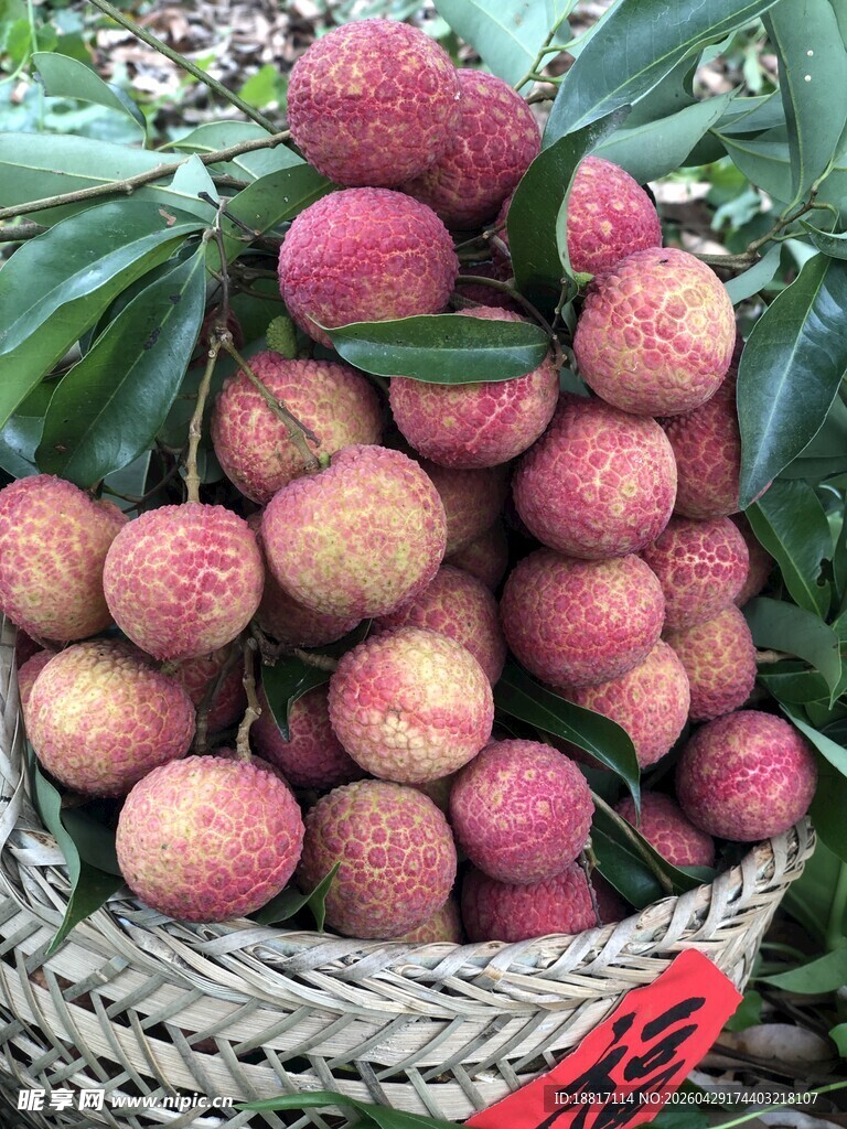 竹篮里的新鲜荔枝