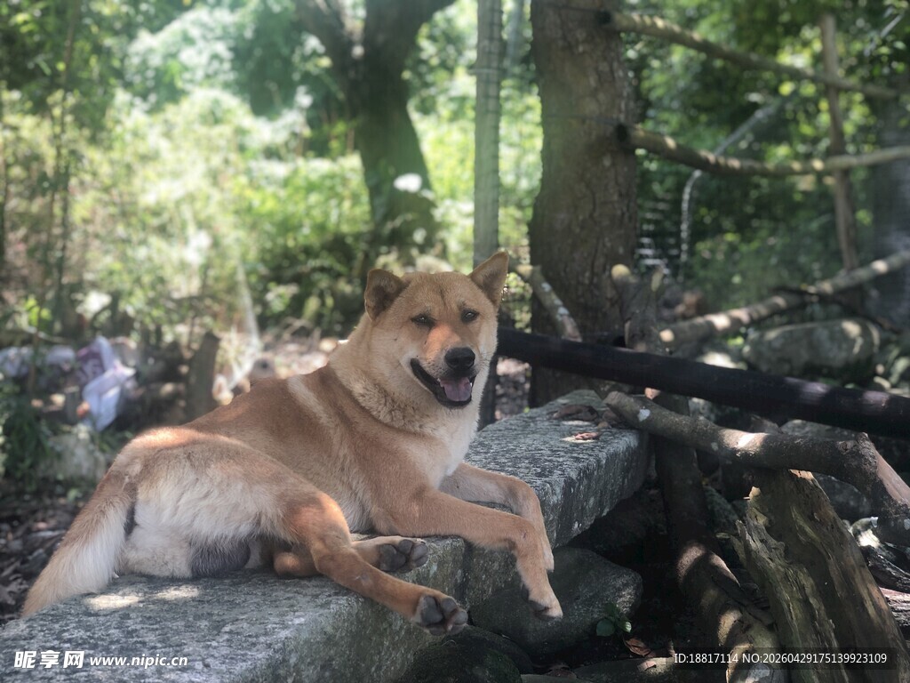 林间休憩的快乐狗狗