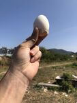 手举鸡蛋于户外风景中