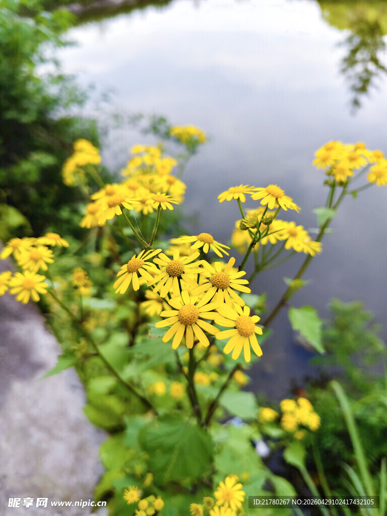 溪边绽放的黄色野菊