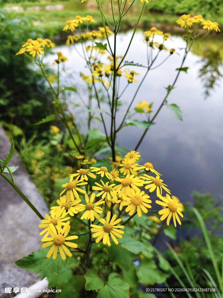 池塘边绽放的黄色小花