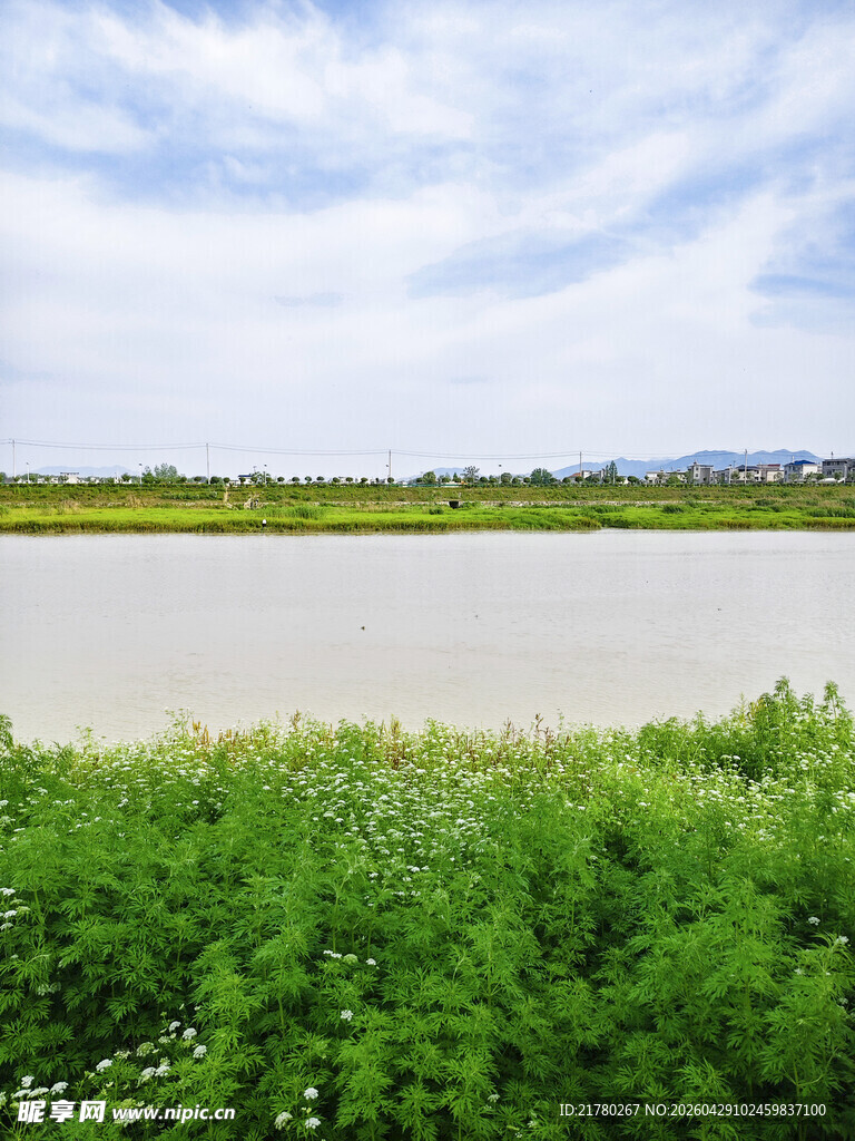 河畔绿化