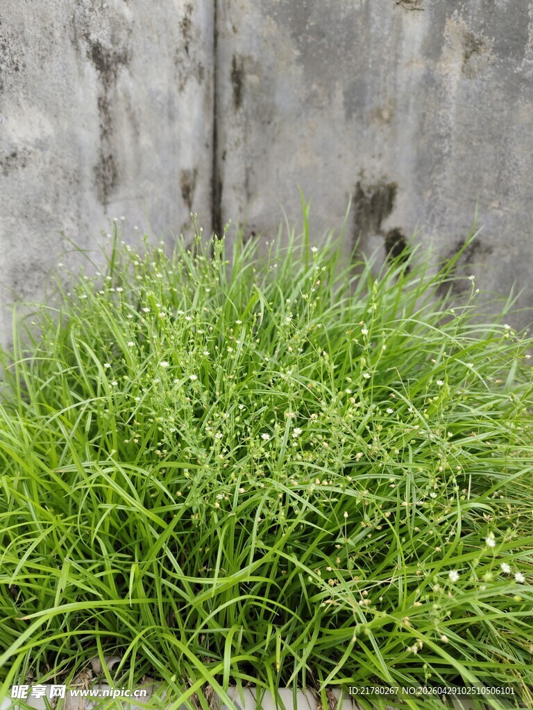 墙边嫩绿小草