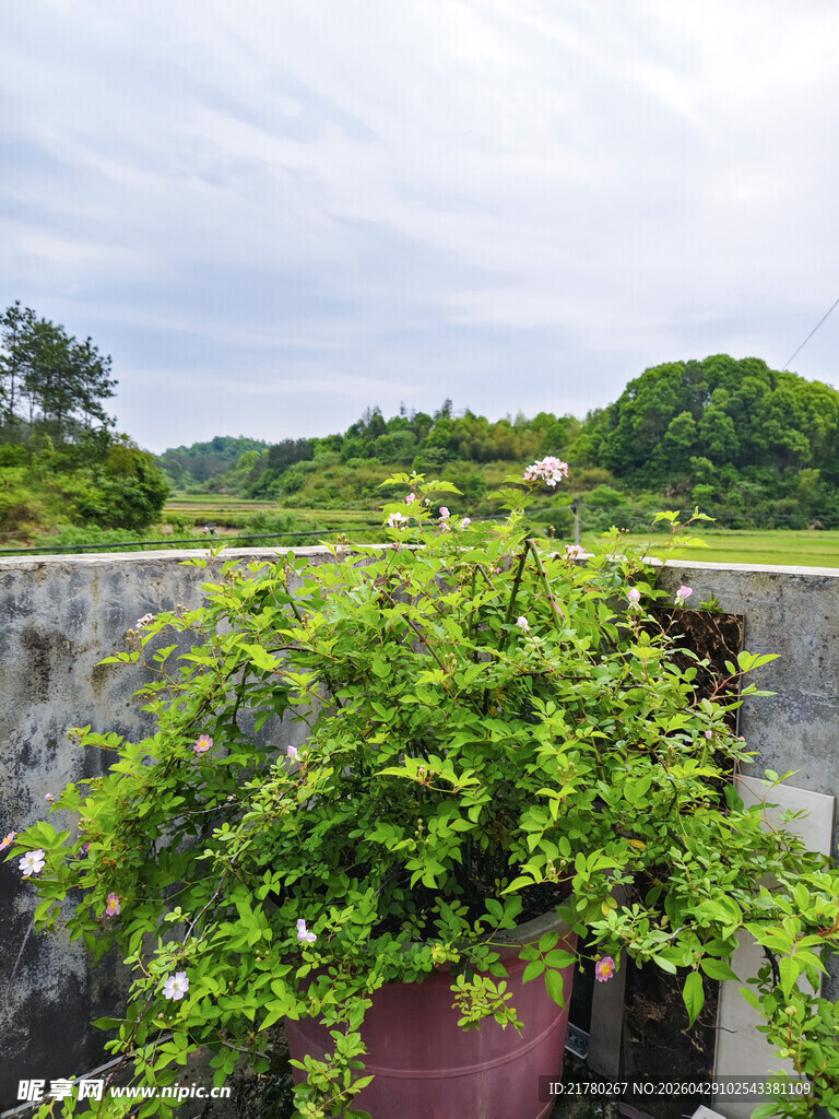 绿植盆栽 远山风景