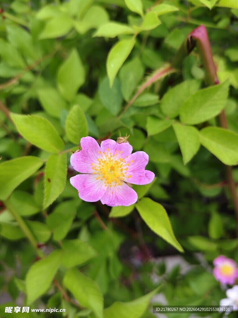 粉色小花绽放绿叶间