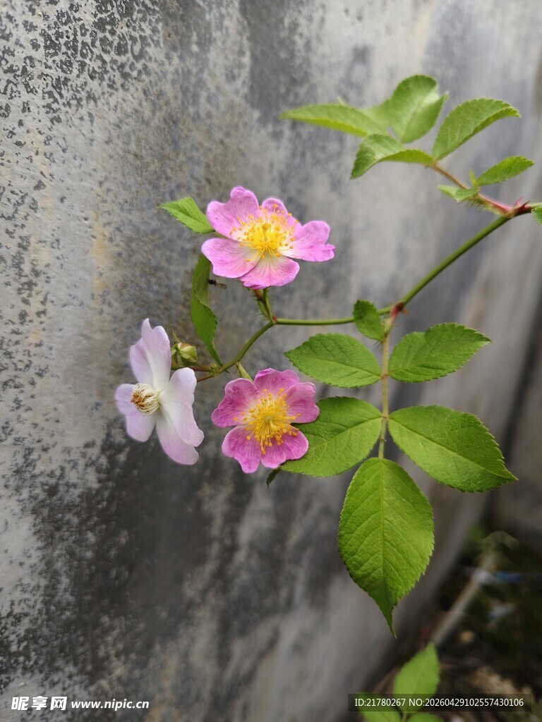 墙边绽放的娇艳粉色小花