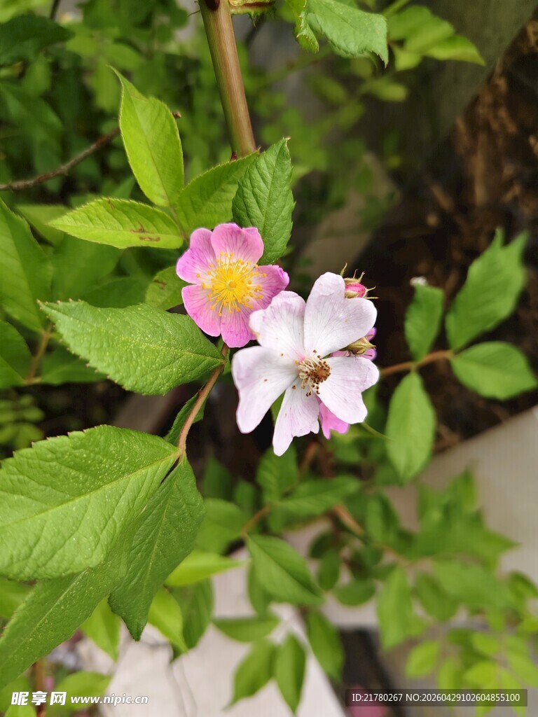 娇艳蔷薇花绽放绿叶间