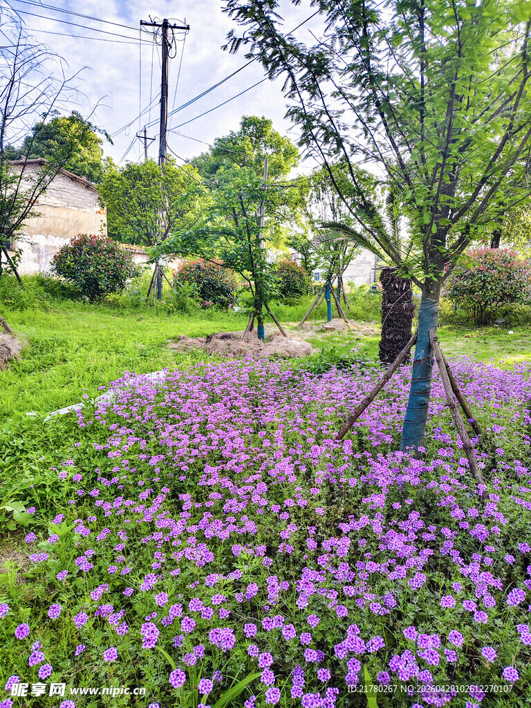 繁花铺地的清新户外景致