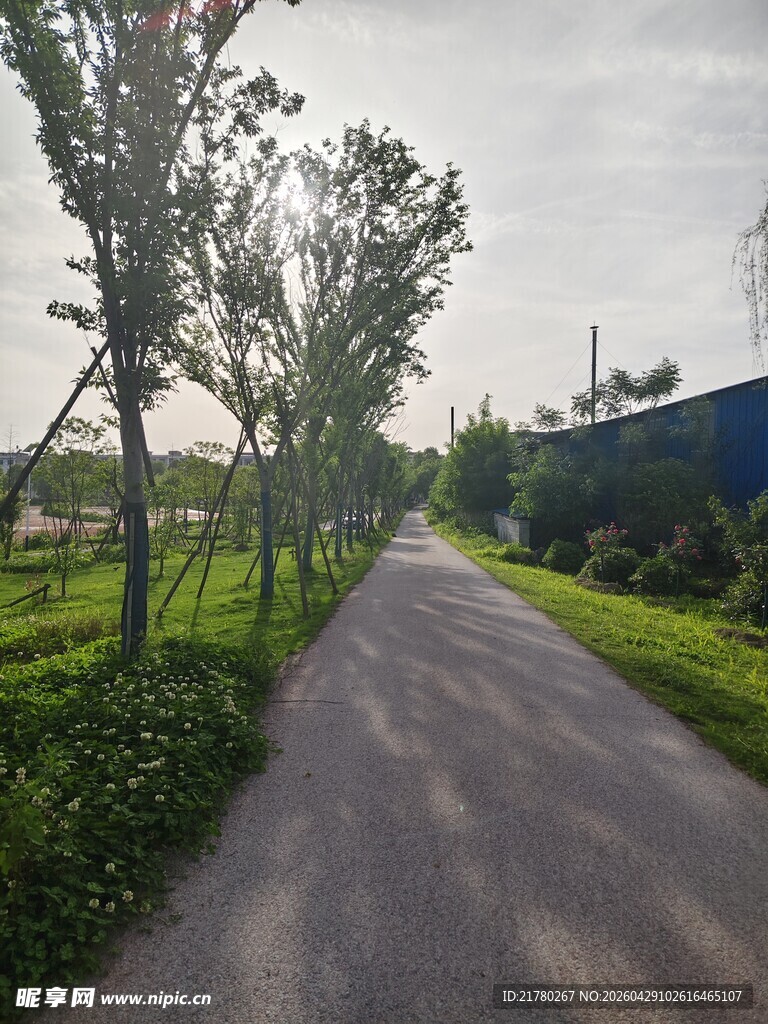 乡间林荫小路