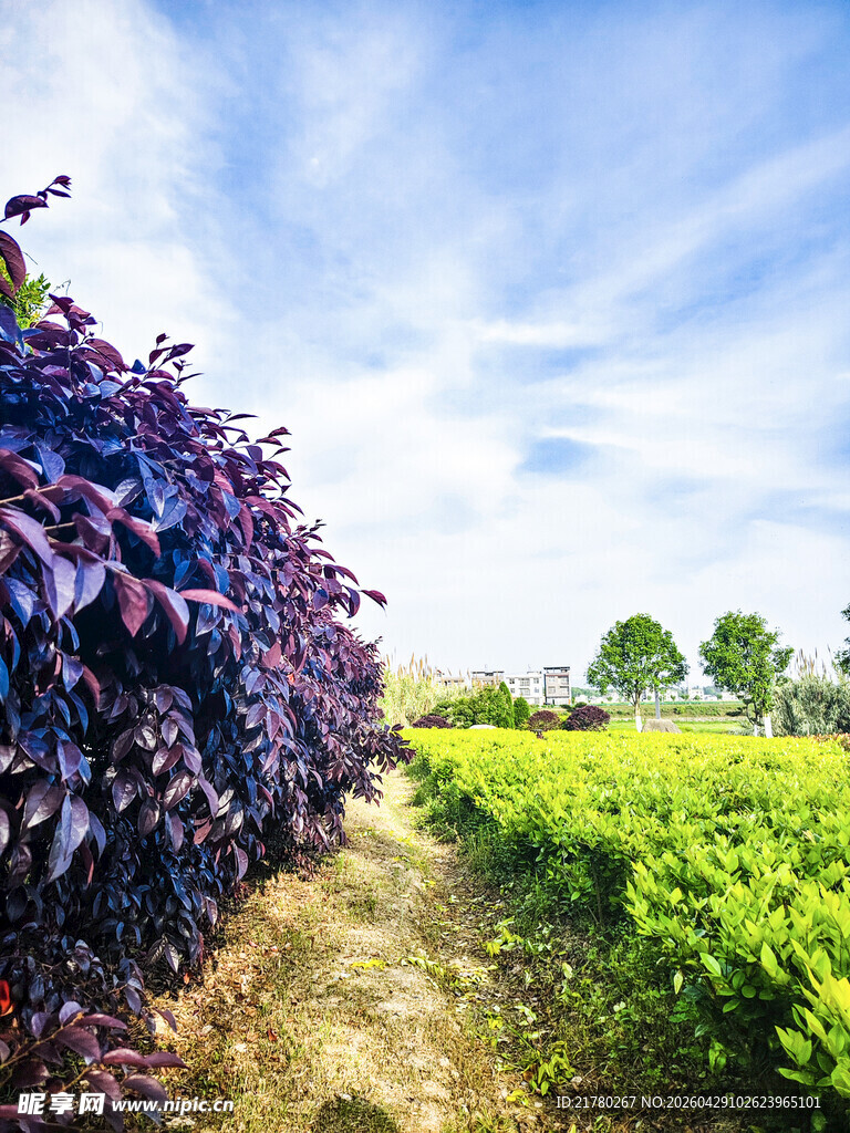 多彩植物绿化带