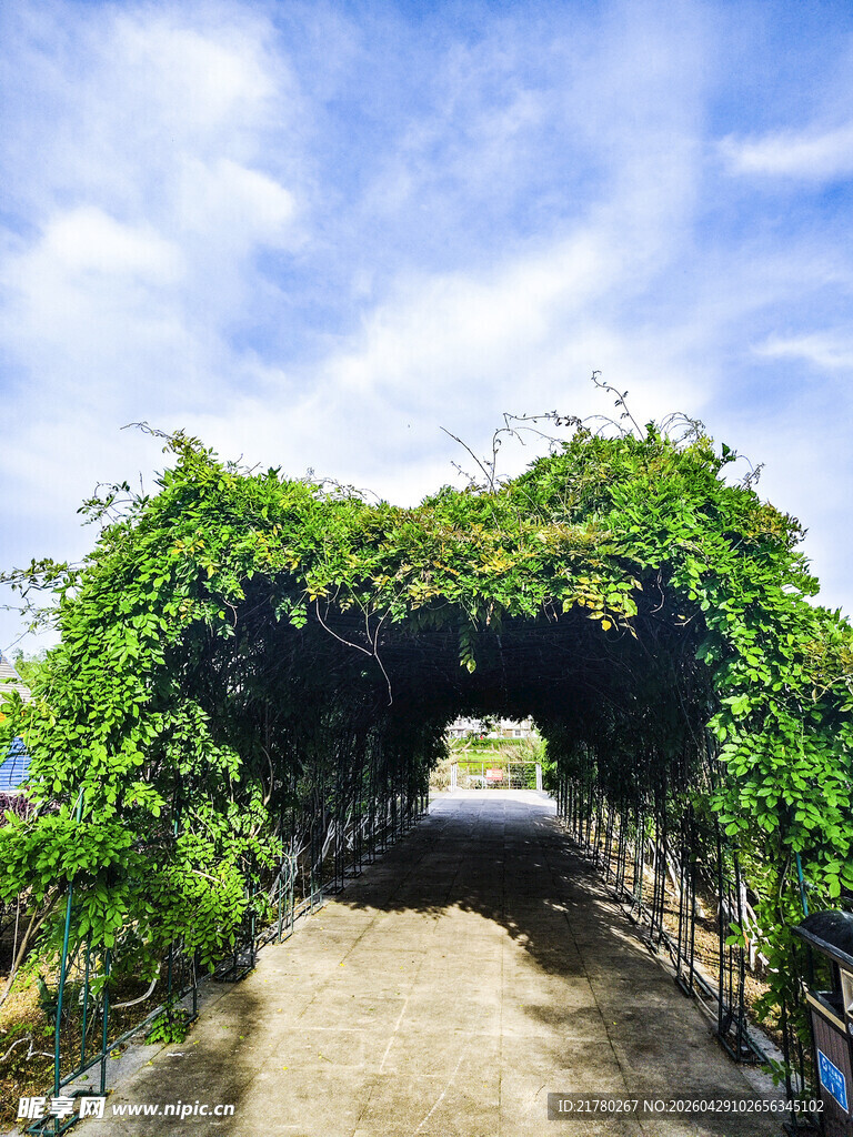藤蔓覆盖的拱形通道