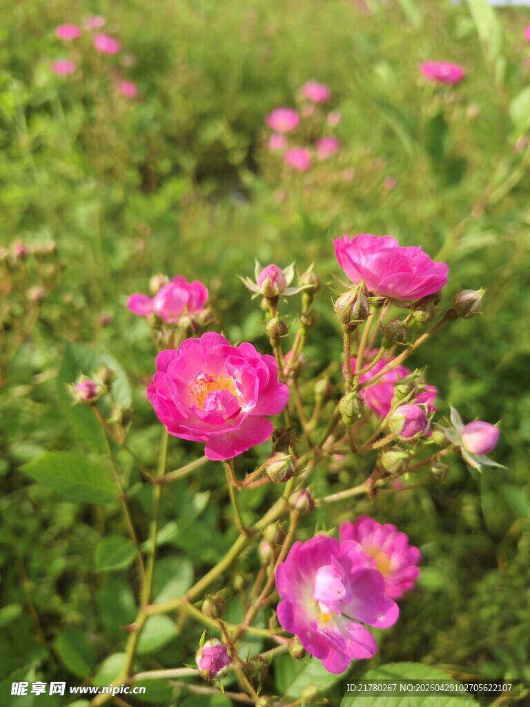 娇艳蔷薇绽放绿意间